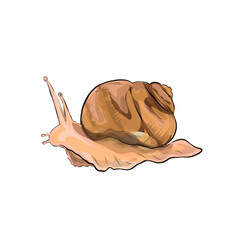 illustration of a leaf snail without a background