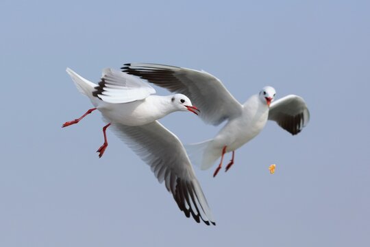 Black-headed gull - Powered by Adobe