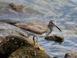 Grey-tailed tattler