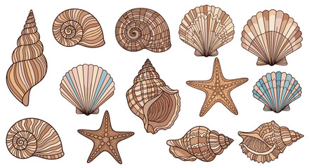 Detailed illustrations of various sea shells and starfishes with intricate patterns and textures for beach and ocean themes.