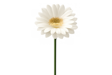 White gerbera daisy flower blooming on a stem, showcasing delicate petals and a vibrant yellow center, symbolizing purity and nature
