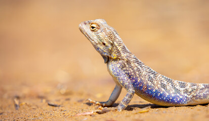 Obraz premium The blue agama sits in ambush on sand and branches and hunts for insects. Beautiful blue lizard close-up in the wild.