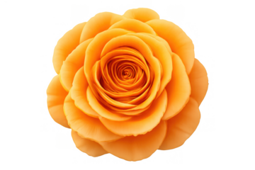 Orange rose blossoming, vibrant flower head with warm petals and natural texture on transparent background