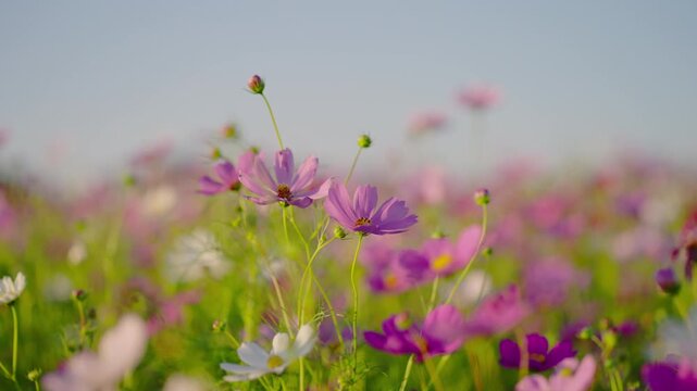 Close-up view of pink and white cosmos flowers in a field with shallow depth of field and natural daylight.
