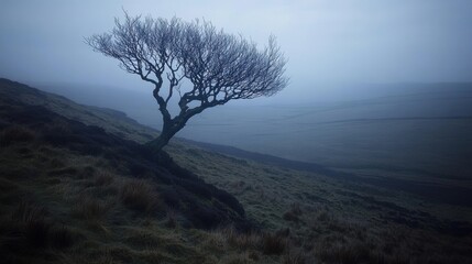 A solitary leafless tree stands on a misty hillside during a foggy day