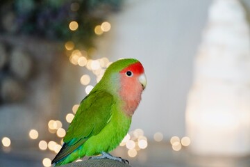 Green peach-faced lovebird parrot sitting on a branch with warm Christmas lights bokeh. © Karen Images