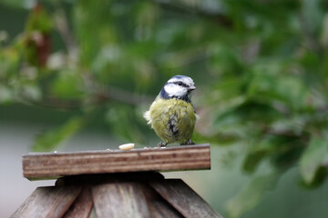 Eine Blaumeise findet Futter auf einem Futterh&auml;uschen