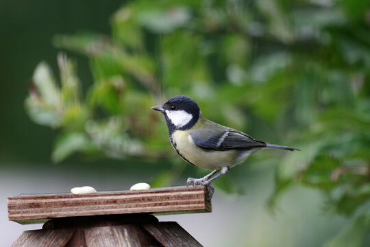 Eine Kohlmeise hat Futter auf dem Vogelhaus gefunden