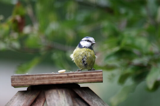 Eine Blaumeise findet Futter auf einem Futterh&auml;uschen