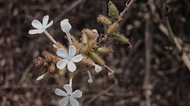 Ethereal white flowers of the Ceylon leadwort grace the landscape in full bloom, while its distinctive, spiky calyx develops into a hairy and sticky fruit, a unique adaptation for seed dispersal.
