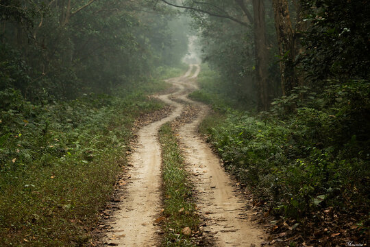 Gorumara, Dooars, West Bengal, India