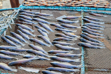 Fishes drying on net outdoors