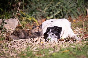 Cat and dog relaxing in the winter sun