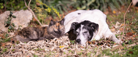 Cat and dog relaxing in the winter sun