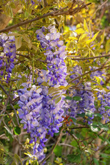Springtime. Beautiful purple flowers of wisteria on sunny spring day
