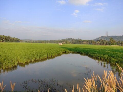 green paddy field malappuram, kerala 