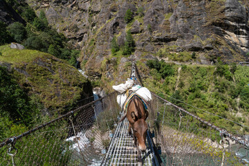 Mules carrying a heavy load while crossing a suspension bridge in the Himalayas of Nepal symbolize rural transport, mountain livelihood, traditional trade, and rugged terrain.
