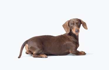 Portrait of a cute dog lying down