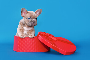 Cute Valentine's day puppy. French Bulldog dog in heart shaped gift box on blue studio background