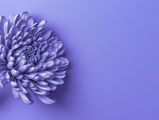 紫色の背景に紫色の菊の花のクローズアップ