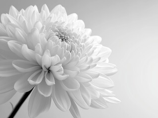 グレーの背景に白い菊の花の束のクローズアップ