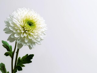 白い背景に白い菊の花のクローズアップ