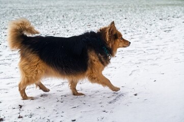 Side view of a brown and black dog in a green collar walking on snow-covered grass.
