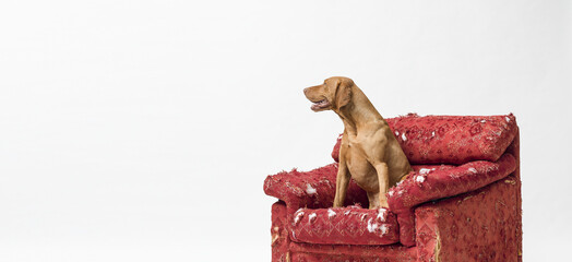 Hungarian Pointer relaxing on a damaged armchair
