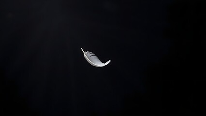 directional. A single white feather gently descending against a dark, textured background. wildlife magazines, conservation campaigns, designed for eco-tourism storytelling, used by project managers.