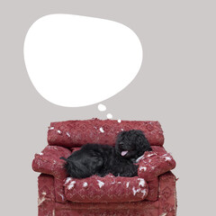 Beautiful Cao de Agua resting on a damaged armchair