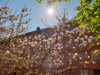 Blooming magnolia flowers against red brick building in bright sun