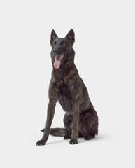 Dutch Sheperd sitting and posing on white background