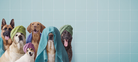 Group of dogs having a bath together