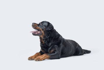 Beautiful relaxed Rottweiler lying down