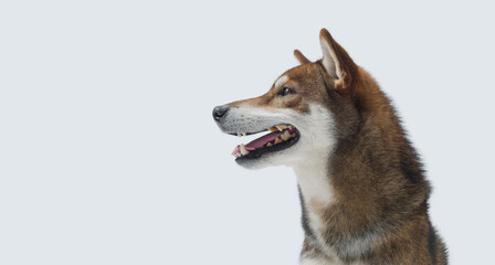 Fototapeta premium Portrait of a beautiful Shiba Inu