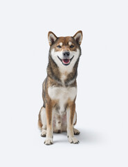 Portrait of a smiling Shiba Inu dog