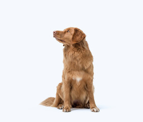 Portrait of a Nova Scotia Duck Tolling Retriever