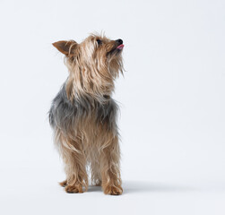 Portrait of a senior female Yorkshire Terrier dog