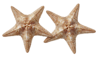 Two brown starfish, textured, pointed arms, on a dark background
