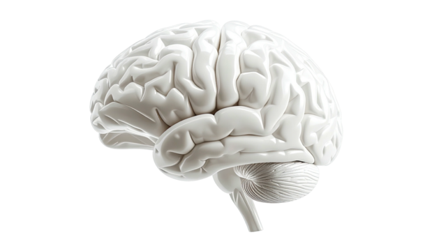A side view rendering of a human brain isolated on a solid black background - Powered by Adobe