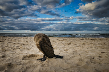 Sick cormorant on the Baltic Sea beach
