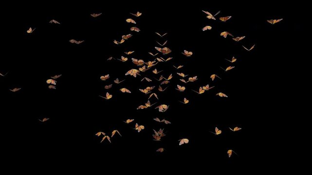 Butterfly Moths Element