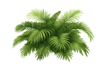 Lush tropical palm fronds creating dense green foliage, isolated on a transparent background for easy use