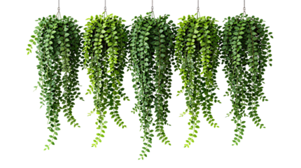 Five hanging vines with lush green foliage