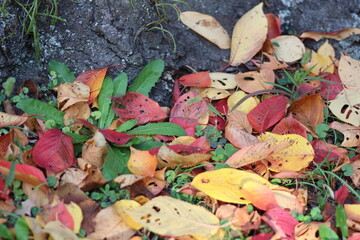 繊細な色彩を放つ紅葉の葉が魅せる自然の美しさ