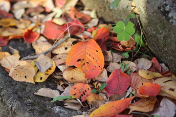 柔らかな陽光に透ける紅葉の葉が美しい季節の瞬