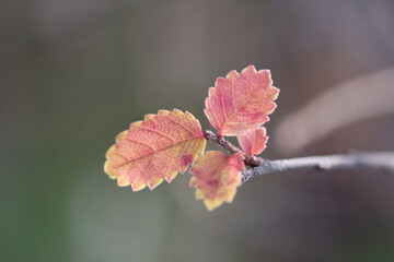 晩秋に染まるシンプルな紅葉の葉が静かに佇む