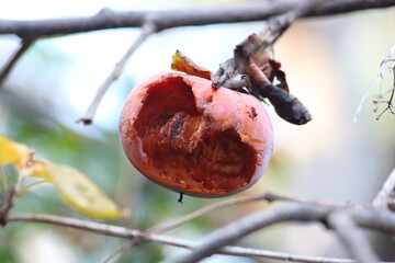 完熟して鳥に食べられた柿の鮮やかな色