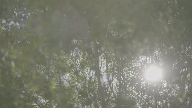 Cinematic morning sunlight filtering through trees1