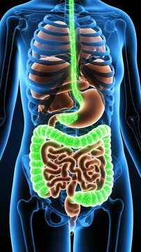 3D Medical Animation of Human Digestive System with Glowing Green Esophagus and Colon on Blue X-Ray Body Silhouette